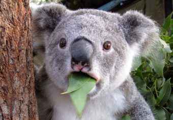 koala